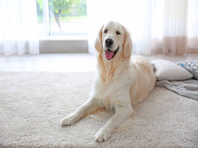 How to Remove Pet Stains and Odors from Carpet